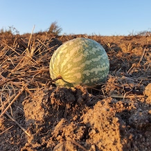 Kalahari Melon Seed Oil