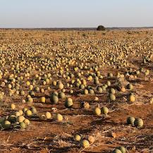 kalahari melon weed drought