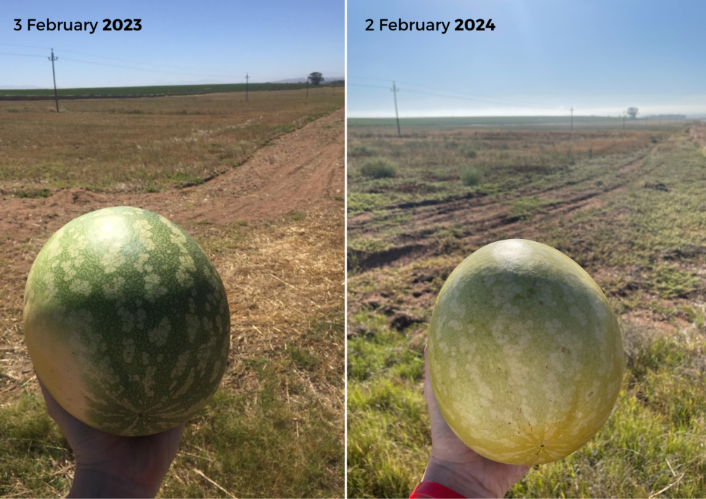 The same Kalahari Melon, one year apart, showing the resilience of the plant and how the mechanisms it has evolved protects it from the elements.